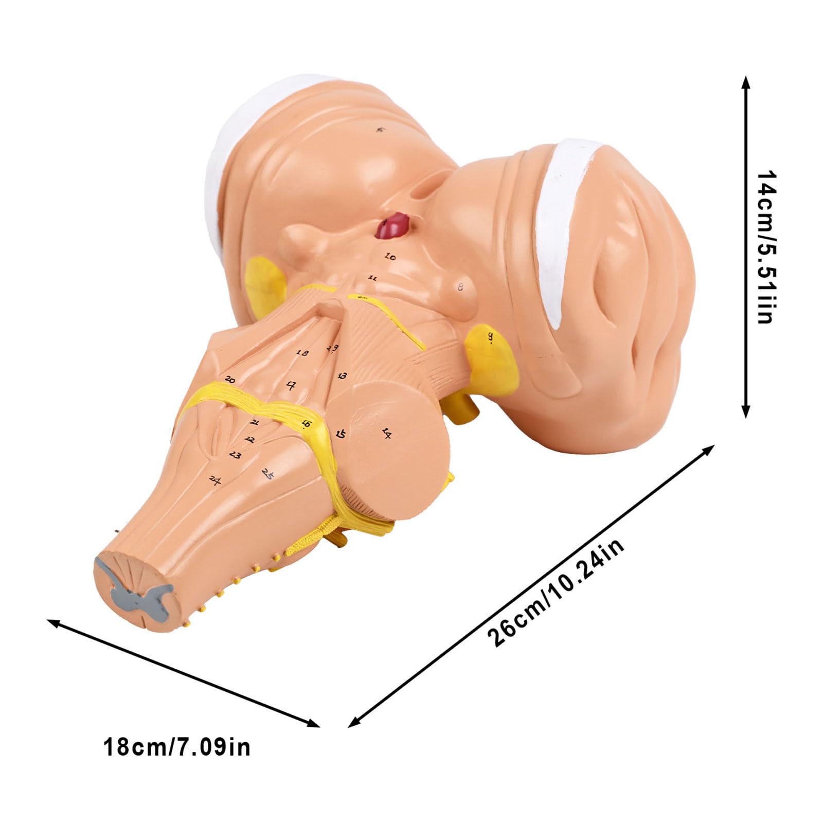 Modello anatomico del tronco cerebrale umano ingrandito 3x per programmi istruzione e formazione medica avanzati Costruzione in PVC Modello anatomico in PVC