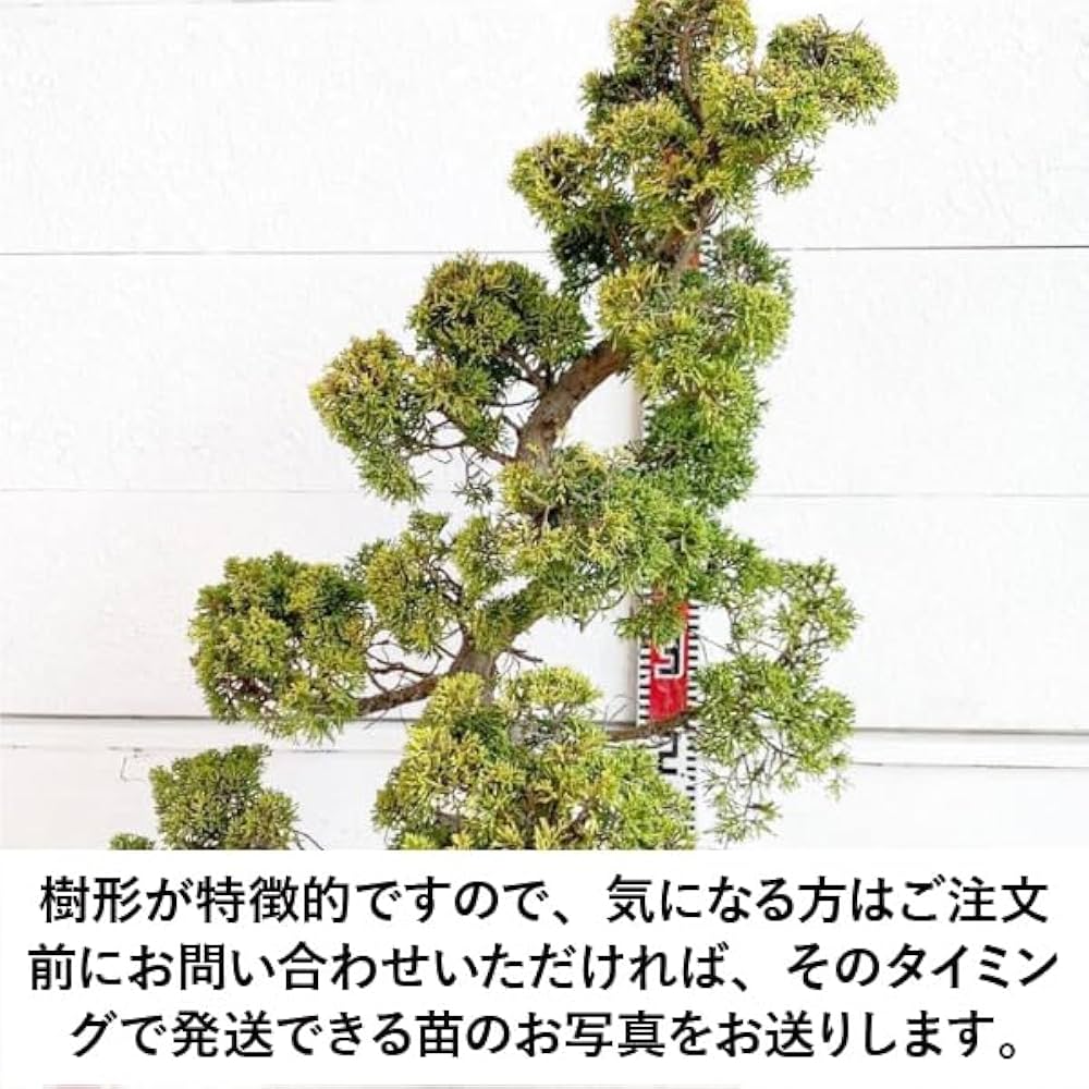 【樹高 45.5㎝ 真柏盆栽】　　　　⭕見応えある一品❗ 盆栽 真柏 樹高 約35cm しんぱく 高級盆栽 Juniperus chinensis