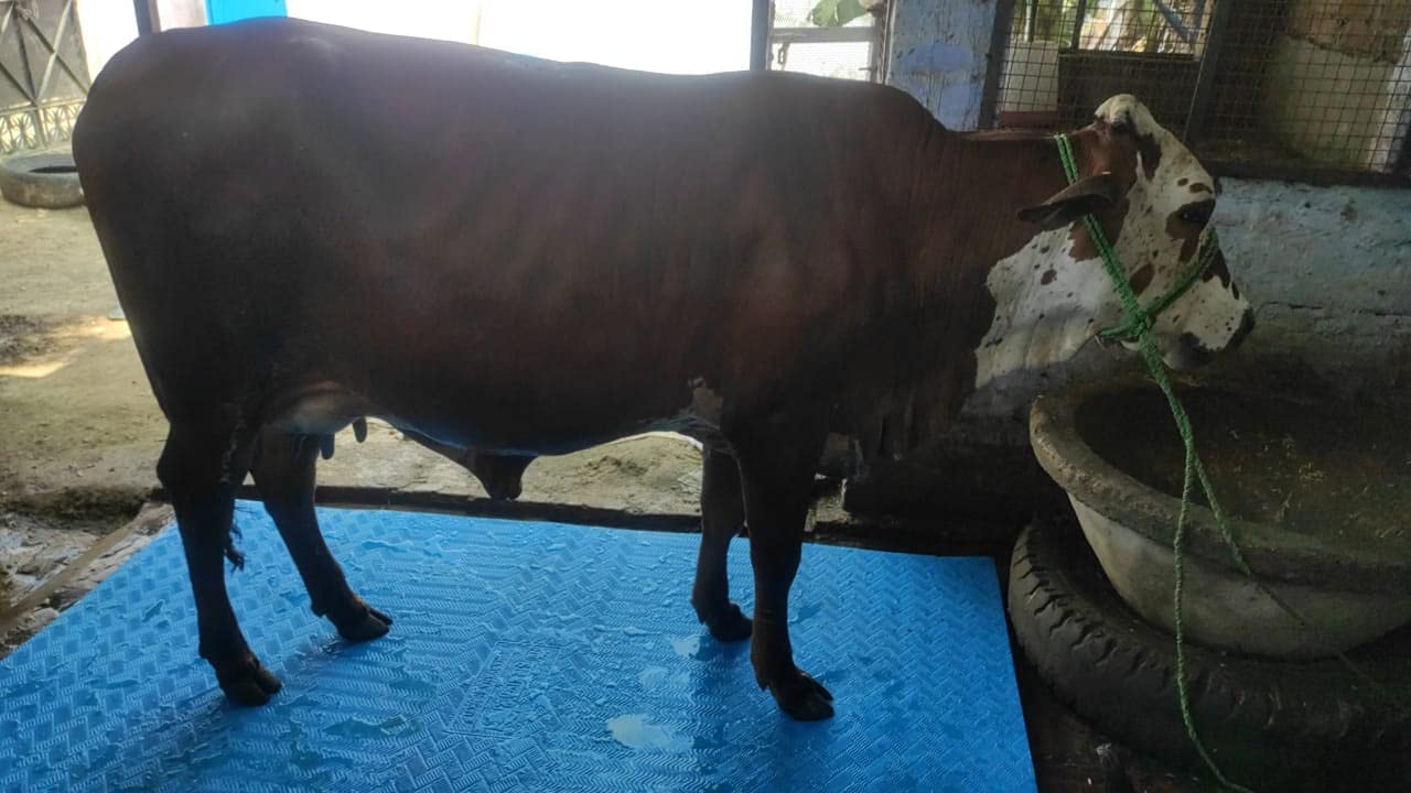Heavy King Blue Colour Delux Cow MAT | Feeding MAT | Cow MAT Long Lasting Ethylene Vinyl Acetate BPA Free Easy Clean Waterproof Animal Feeding Mat for Cow, Buffalo & Bull (B0CST4NBC2) Amazon Price History, Amazon Price Tracker