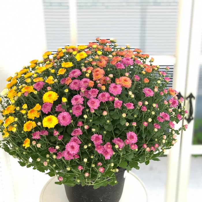 Amazon.co.jp: ガーデンマム 6号鉢 菊 マム ギフトプレゼント 鉢植え