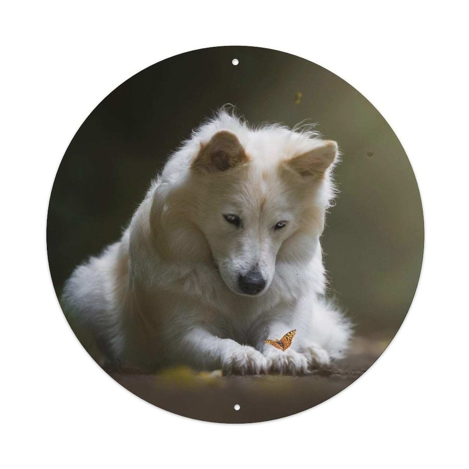 Cwbufd Vintage Style Animal Samoyed With Butterflies In Forest Sunlight Vintage Metal Tin Sign Plaque Wall Decor For Cafe, Club Bar, Office, Garden Metal Poster 8X8inch