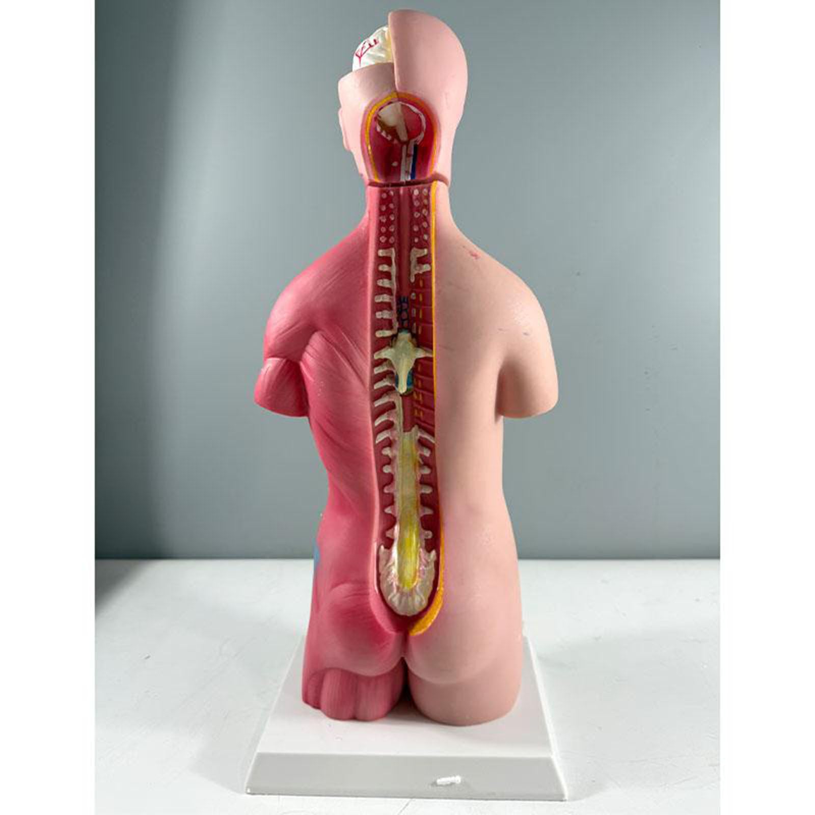 Modelo de Anatomía del Torso Humano 17,71", Modelo de Torso de 45 cm para Enseñanza Educativa de Anatomía Médica