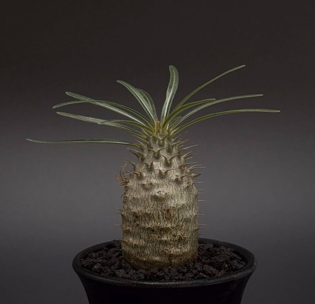 かっこいい幹立仕立て モンステラ・デリシオーサ(幹立ち、根上