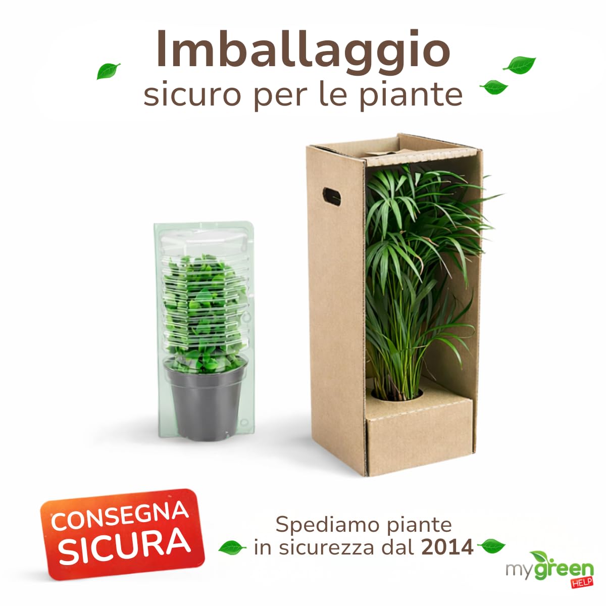 My Green Help – Set 12× Lavandula angustifolia (Lavanda vera) – Ø7 cm, H15 cm – Piantine sempreverdi aromatiche profumate ideali per bordure e vasi, fioritura primavera-estate.