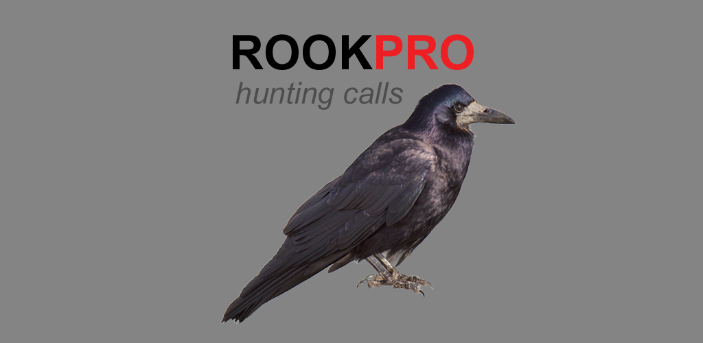 Real Rook REAL Rook Hunting Calls - 10 REAL Rook CALLS & Rook Sounds! - ROOK e ...