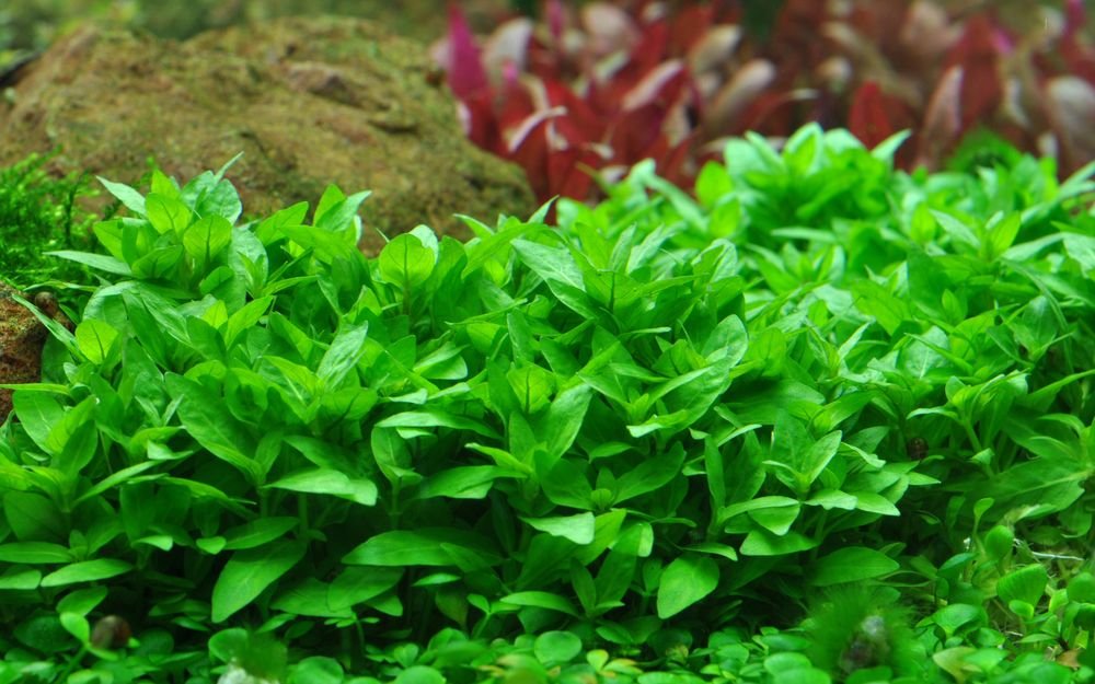 Tropica Set de 6 macetas de plantas para acuario, n.º 30, plantas acuáticas