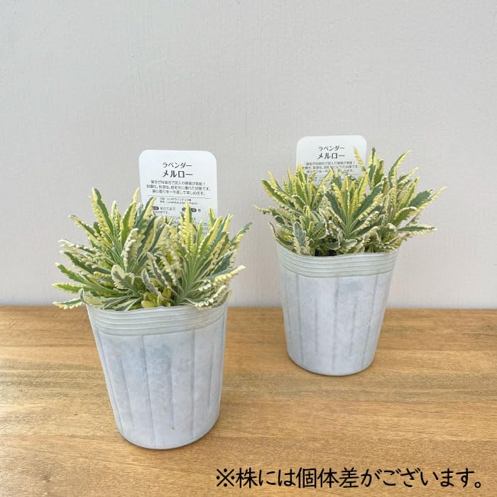 斑入りラベンダー メルロー 9cmロングポット+オマケ 斑入りラベンダー メルロー 9cmロングポット+オマケ 斑入り