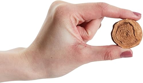 Miniatura 3 de Okuna Outpost Paquete de 20 réplicas de hueso real de Marruecos, trilobite, ortodoceras, diente de tiburón, amonita