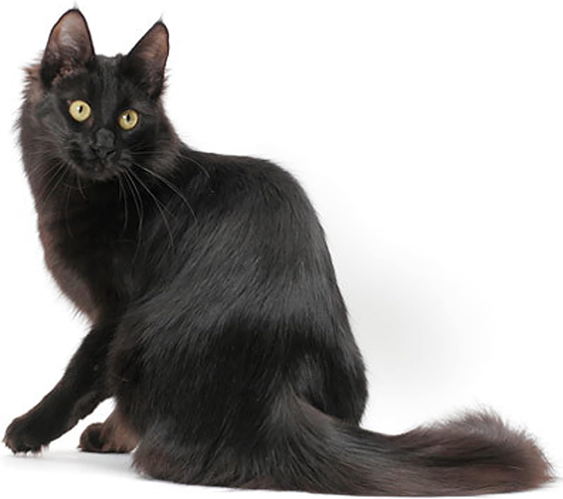 1/4 Sheet ~ Cat Breeds Turkish Angora Black Birthday ~ Edible Cake/Cupcake Topper!!!