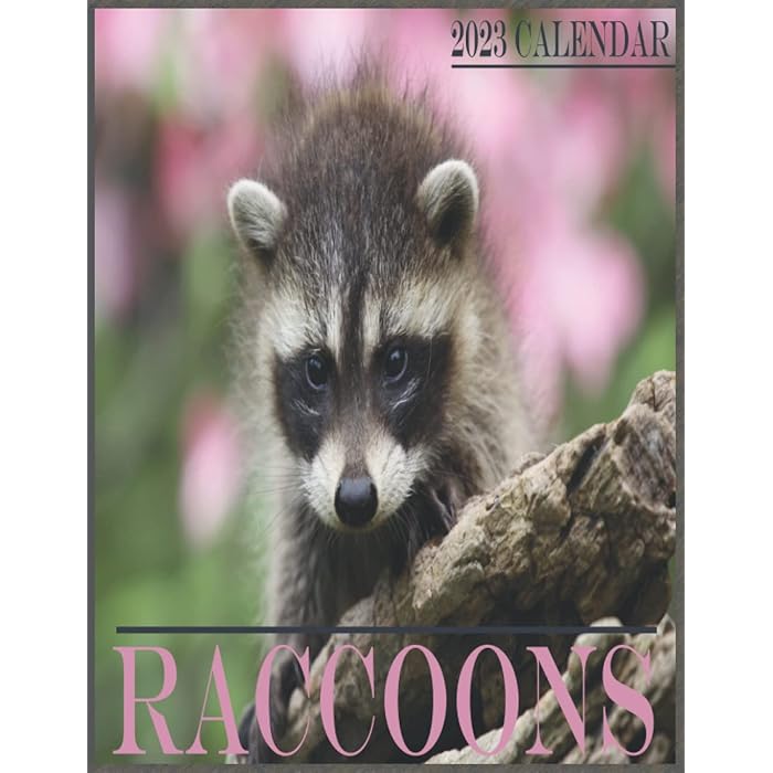 Buy Raccoons 2023 Calendar: 16 Month Calendar from January 2023 to