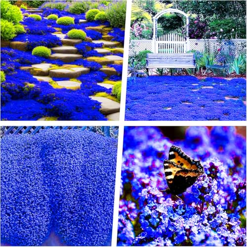 18000+ Creeping Thyme Seeds for Planting -Perennial Ground Cover Plants Flowers Non-GMO Heirloom (Purple) (Blue)