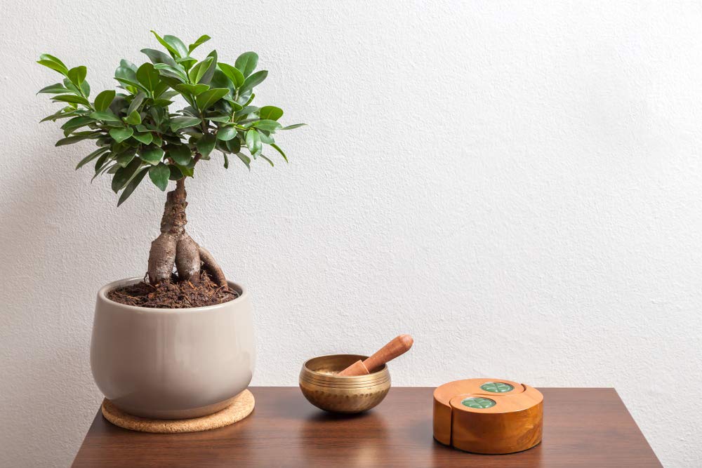Bloomique - Ficus Ginseng - Bonsai Baum - Zimmerpflanzen - Pflegeleicht - Luftreinigend - Höhe 20-30 cm - Topf 12 cm