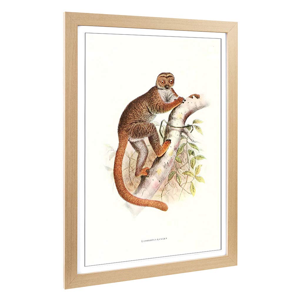 Big Box Art Framed Print of Vintage Joseph Wolf Woolly Lemur Design | Wall Art Picture | Home Decor for Kitchen, Living Room, Bedroom, Hallway, Oak, A2 / 24.5x18 Inch / 62x45cm