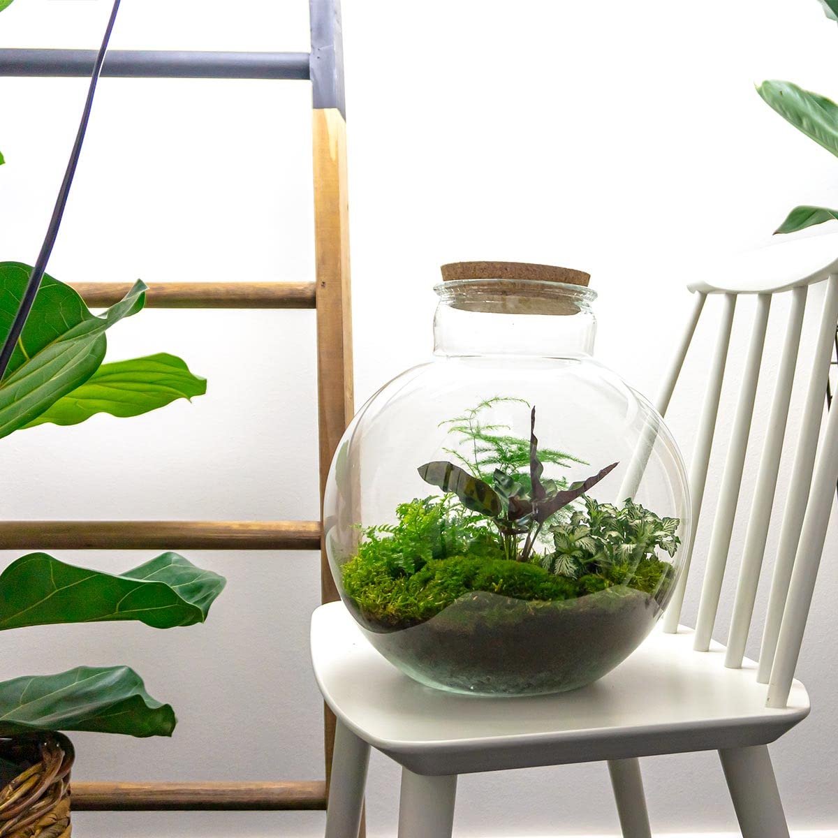 Terrarium do roślin • Bolder Bob • roślina ekosystemowa • ↑ 30 cm – DIY – kompletny zestaw terrarium – terrarium do roślin – urbanjngl | terrarium + grabie + łopatka