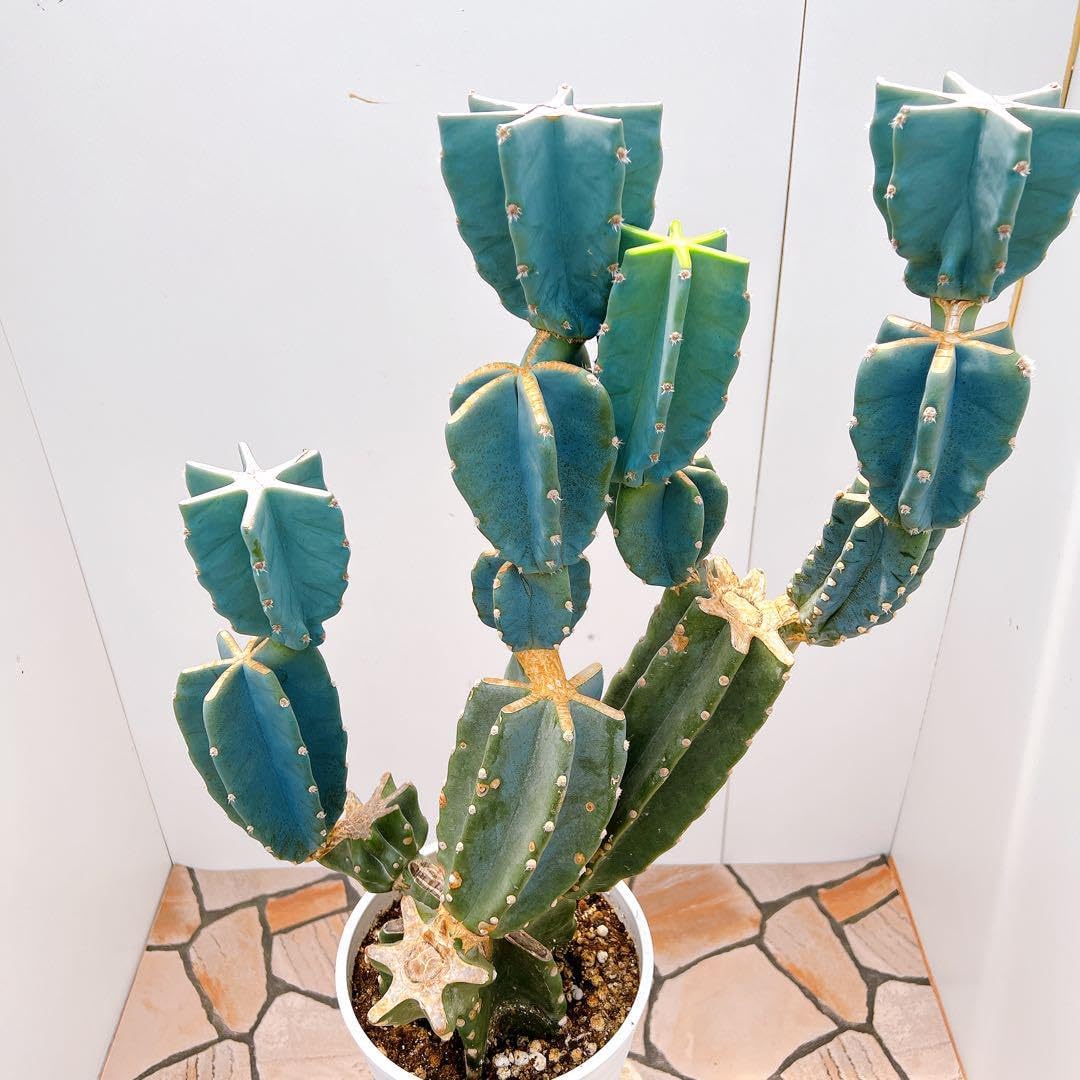 ビカクシダ 天使の翼植物 ザミアプミラ 大カブ ビカクシダ 天使の翼 ビカクシダ 天使の翼植物 ザミアプミラ 大カブ ビカクシダ 天使の翼