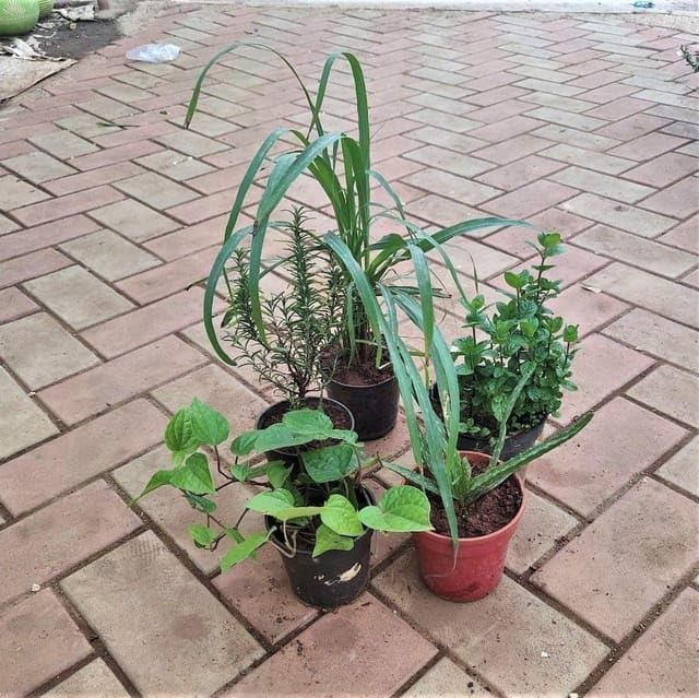 Herb Superstar Combo organic Set of 5 organic Planting And CareLemon Grass, Rosemary, Mint, Paan & Aloe Vera) in Nursery Seedless (B0CXTP5HZP) Amazon Price History, Amazon Price Tracker