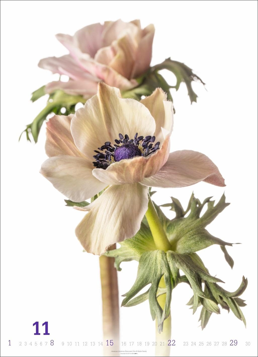 Blütenbilder Kalender 2026: Großer Jahres-Wandkalender mit stilvollen Fotos prachtvoller Blüten. Blumen-Kalender für die Wand. 49 x 68 cm. Hochformat
