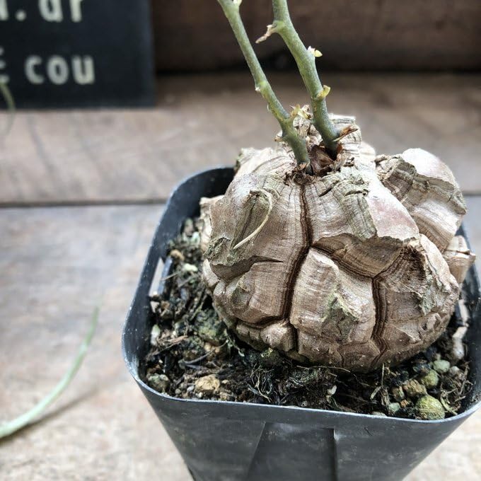 Amazon.co.jp: 亀甲竜 特A品 ハート型の葉っぱ 塊根植物 多肉植物