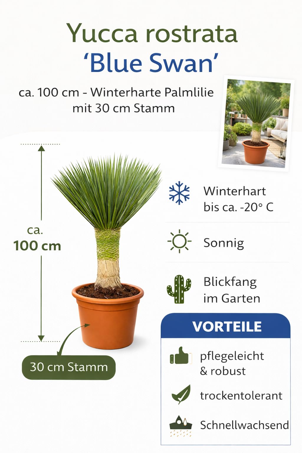 Yucca Rostrata 'Blue Swan' ca. 100 cm  Winterharte Palmlilie mit 30 cm  Stamm im 30 cm Topf  Exotische Wstenpflanze fr Garten, Terrasse & Balkon  : Amazon.de: Garten