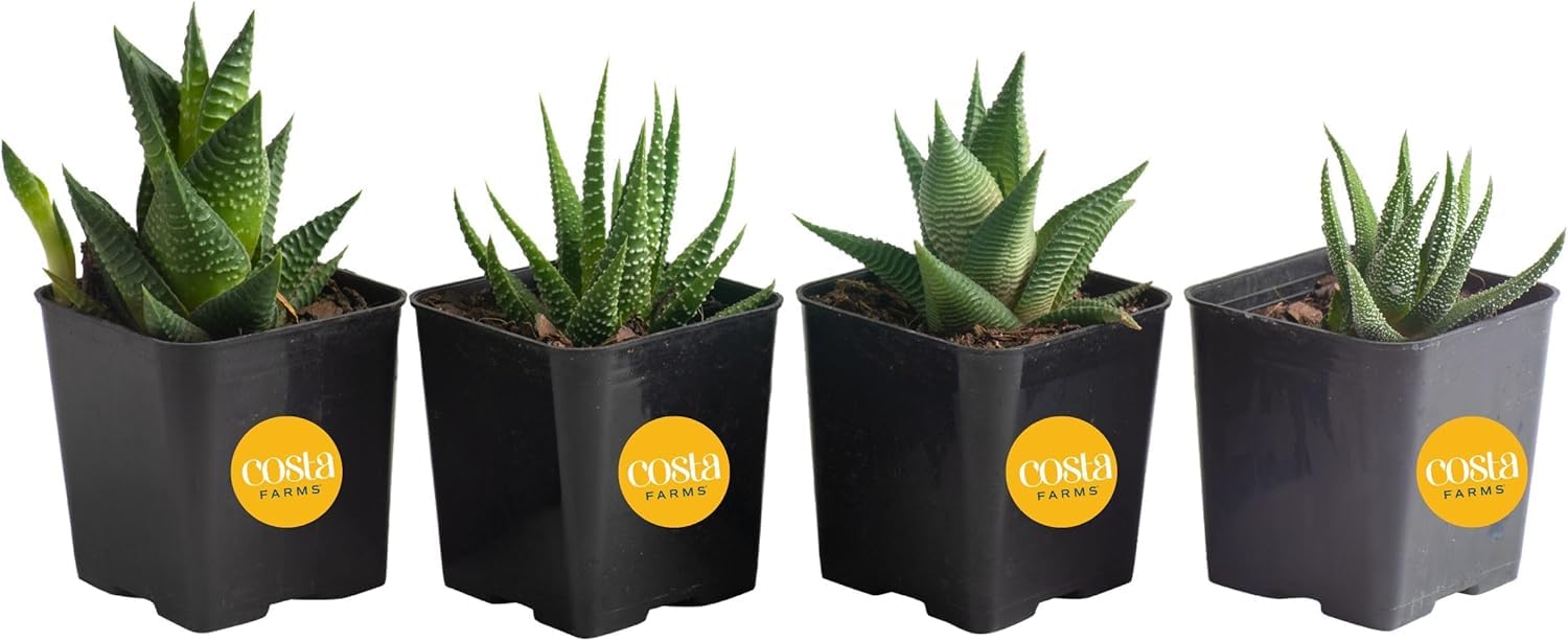 Costa Farms Haworthia 4-Pack