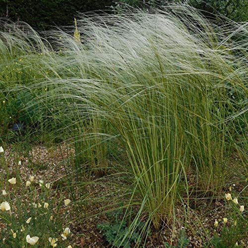 Outsidepride Stipa Barbata Silver Feather Ornamental Grass Plants - 10 Seeds #TOP2