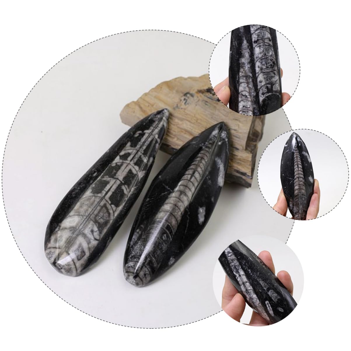 Fósil de Orthoceras Grande de 1 Pieza, Muestra Mineral Didáctica Negra
