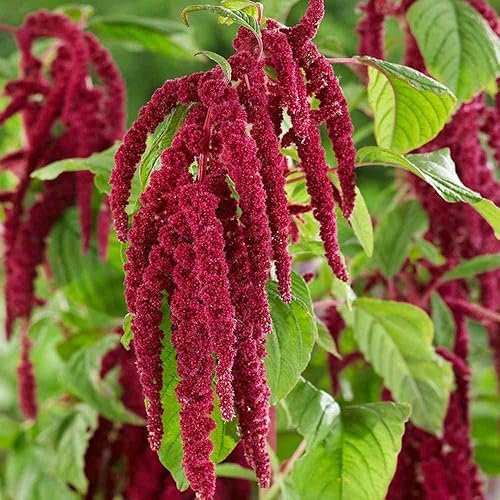 Miniatura 4 de Outsidepride Amaranthus Love Lies Bleeding Red Garden Flower Landscaping Plants - 10000 Semillas