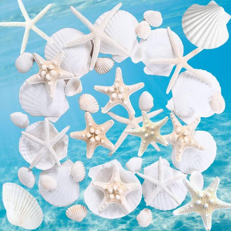 Egcina 24PCS Starfish & Sea Shells for Crafts - Real White Natural 2"-4" Scallop Shells for Craft, Beach Party, Painting, Candle Making, Wedding Decorations, DIY, Fish Tank