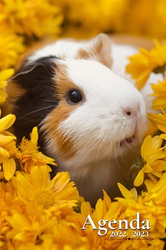 Agenda Scolaire 2022-2023: Cochon d'inde | Semainier au format A5 pour les étudiants, professionnels et particuliers (Septembre 2022 à Juillet 2023)