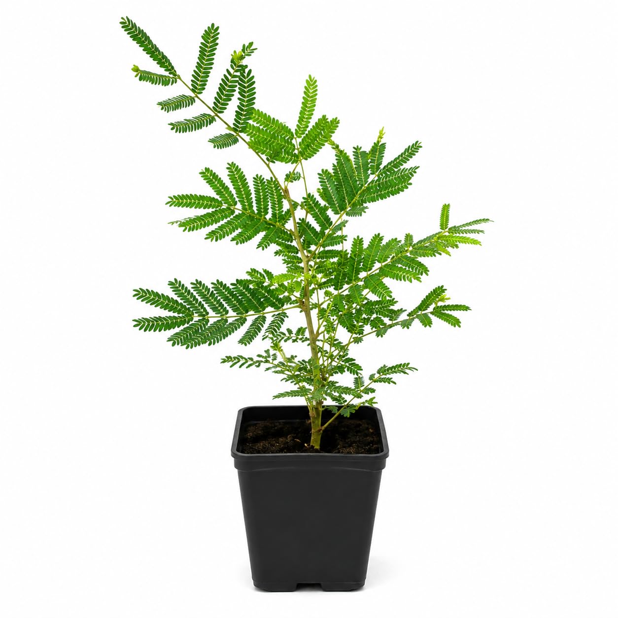 Real Shami Plant in Pot - Prosopis Cineraria Sacred Vastu Tree | Air-Purifying, Drought-Resistant Sacred Plant | Ideal for Balcony, Terrace, Garden | 1 Healthy Sami Plaant-image-7
