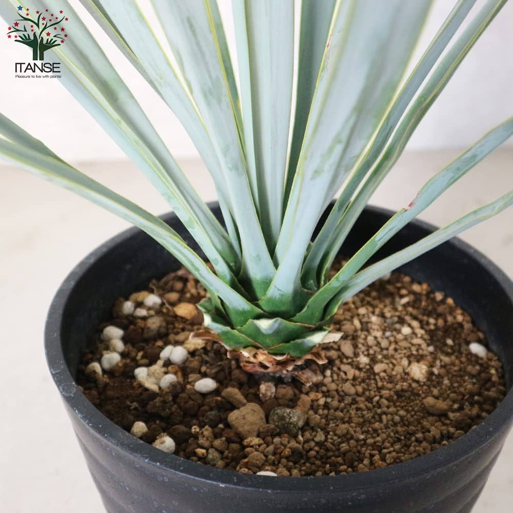Amazon｜ITANSE ユッカ リギダ 8号 1個売り【品種で選べる観葉