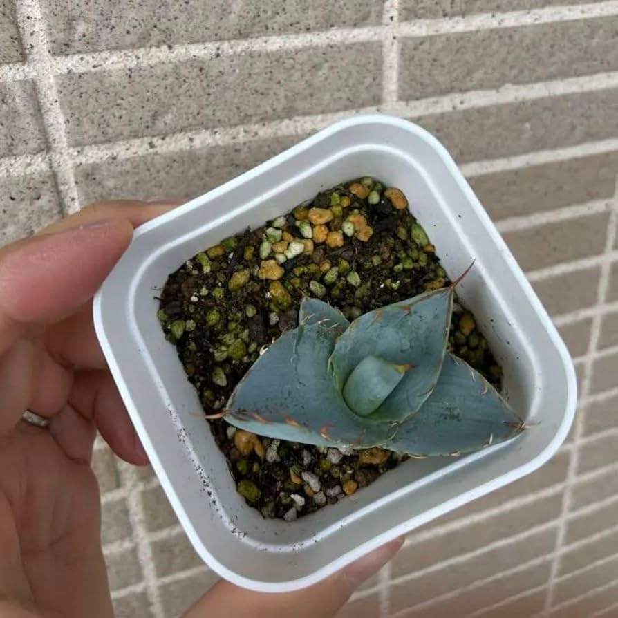 チタノタパラサナ　ハイブリッドアガベ アガベ ハイブリッド 