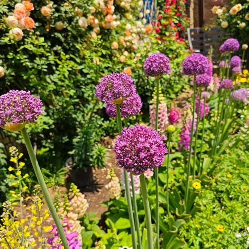 Semillas de cebolla ornamental - extraño jardineros semillas de como recuerdo fiesta variedades antiguas resistentes jardines rocas silvestres 450pcs