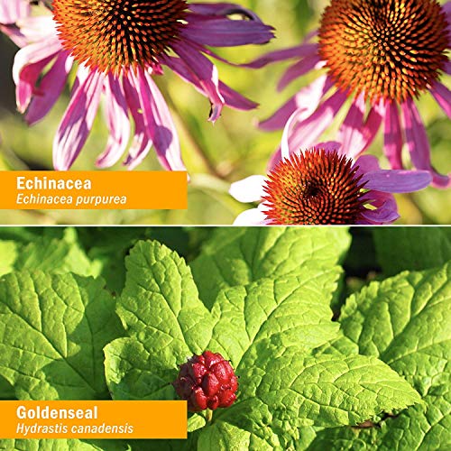 Herb Pharm 090700014407 Organic Rapid Immune Boost: Fast-Absorbing Tincture For Adults, Echinacea Tincture With Goldenseal, Ginger Extract & Elderberry, Immune Support Supplement & Wellness Aid thumb #2