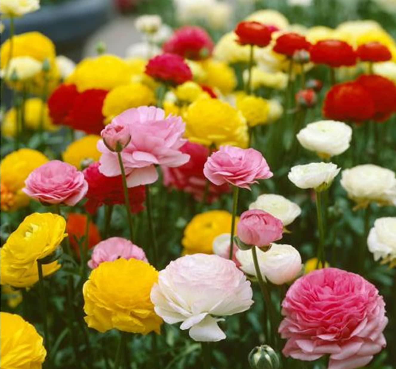 Urban Tutle Moss Rose Flower Seeds (Portulaca) Mix Color Plant Flower Seed for Home Garden Terrace Apartments Balcony Pack of 100 Seeds (B0C5YKNT2Y) Amazon Price History, Amazon Price Tracker