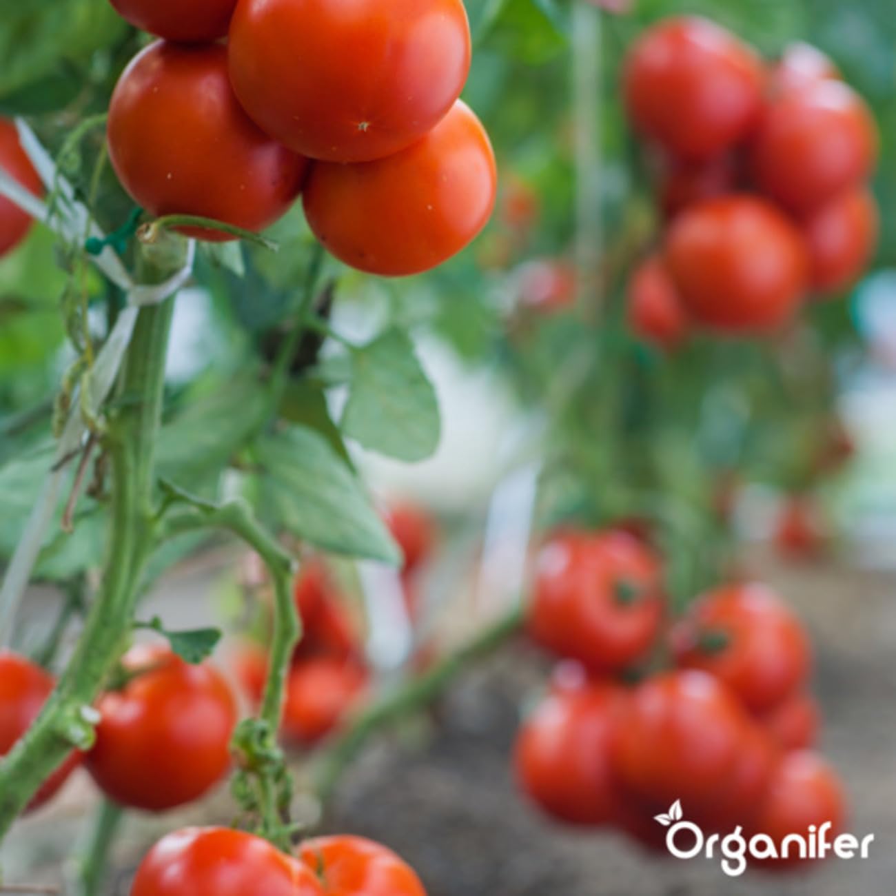 Universal Gartendünger - 20kg = 200m2 | Hochwertiger Dünger Für Alle Gartenpflanzen - Fördert Kräftiges Wachstum Und Reiche Blüte - Organifer