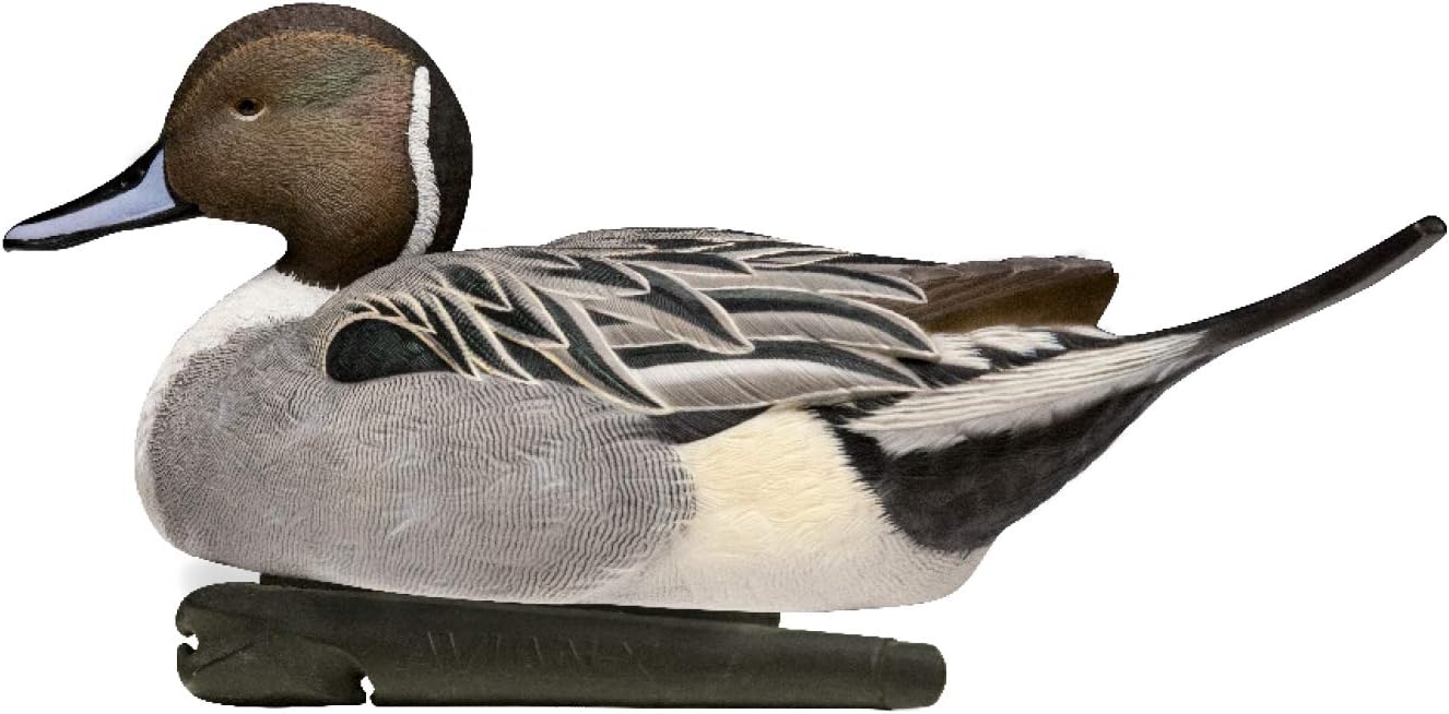 Flash Sale Buy 1 get 1 Avian-X Top Flight Pintail Decoys 6 Pack, One Size, (8082)