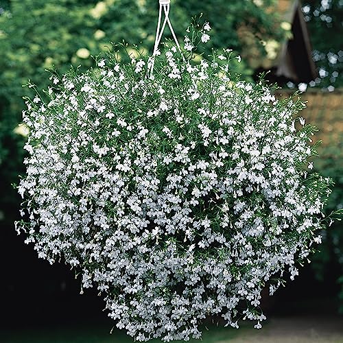 Welldales 50 White Cascading Lobelia Seeds UK Rockery Plant 