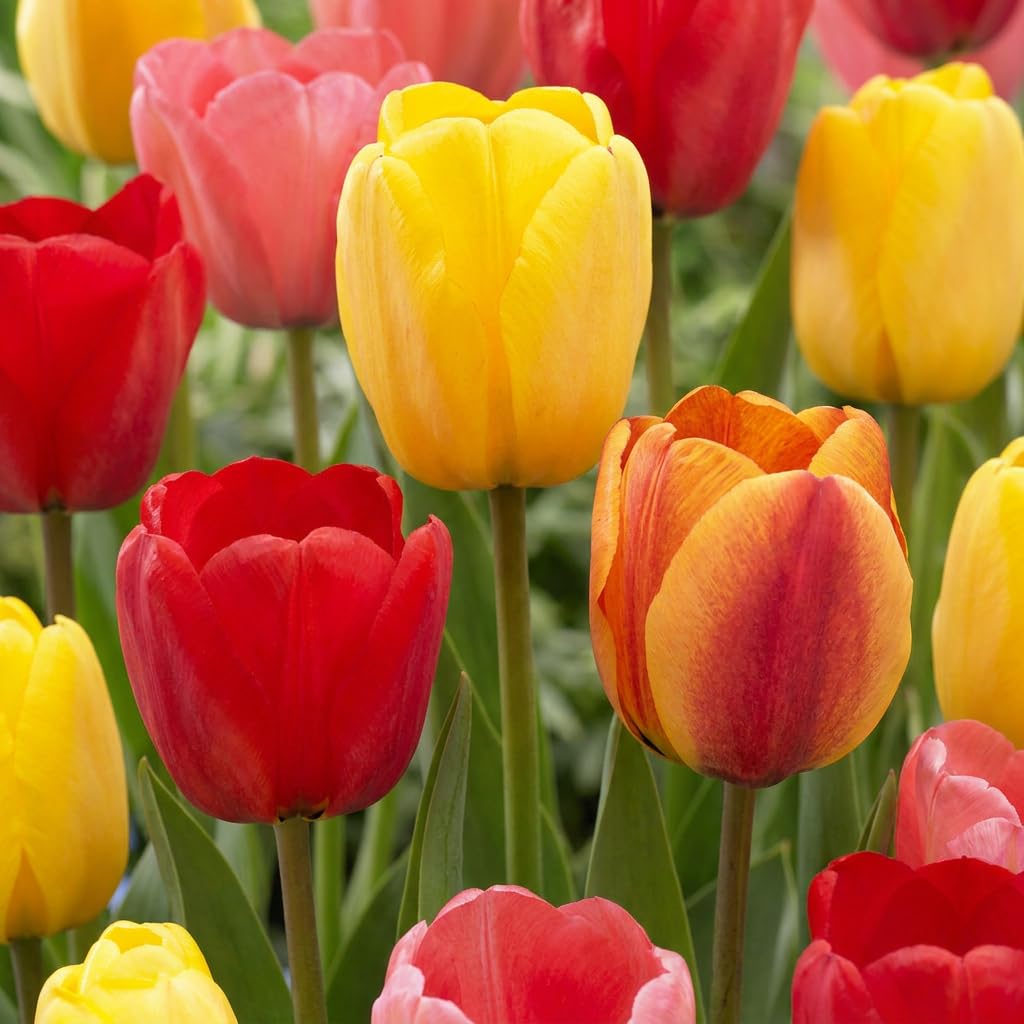 Green boutiQ - 120x Tulipa Darwin Hybride mix - Tulipe hybride Darwin mélange - Divers - Floraison printanière - Calibre 11/12