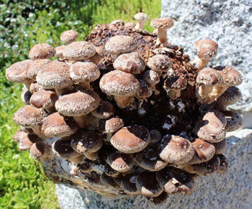 Pilzkultur Bio Shiitake Compact – Pilzzucht für Zuhause