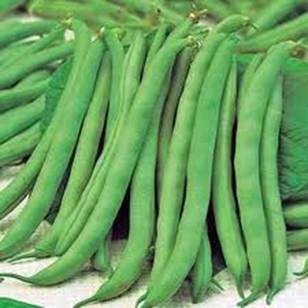 Bean, Top Crop Bush, Heirloom, 100 Seeds, Great Tasting Fresh or Cooked