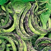 Dwarf Bean 'Anellino Di Trento' - 30 Seed + freebie + Plant tag Phaseolus vulgaris