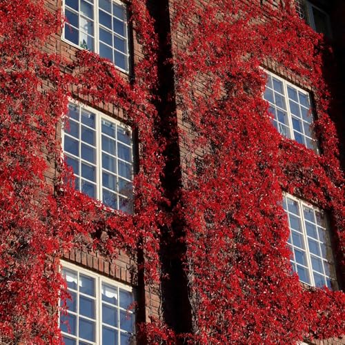Semi di vite selvatica, rampicanti resistenti all'inverno Parthenocissus tricuspidata, decorazione da giardino per esterni decorative per esterno resistenti 400pcs