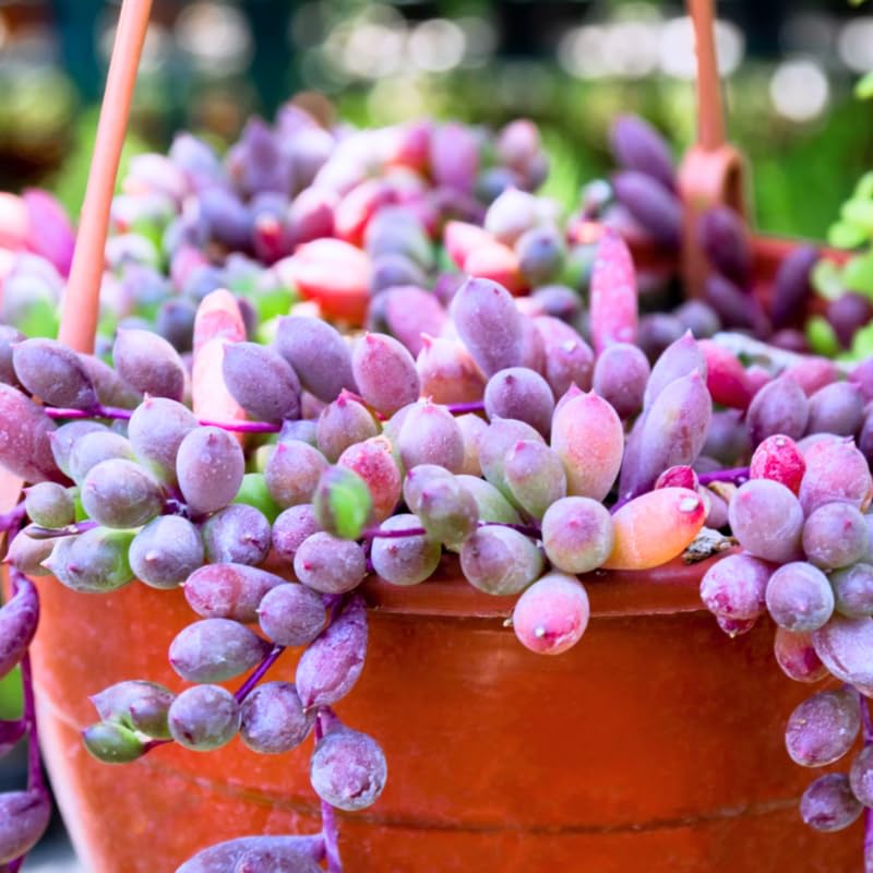 english lavender seeds The Old Farmer's Almanac Heirloom Lavender Seeds (Common English) - Approx 360 Seeds