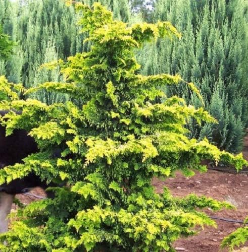 Golden Fernleaf Hinoki False Cypress - Live Plant - (2.5 QT)