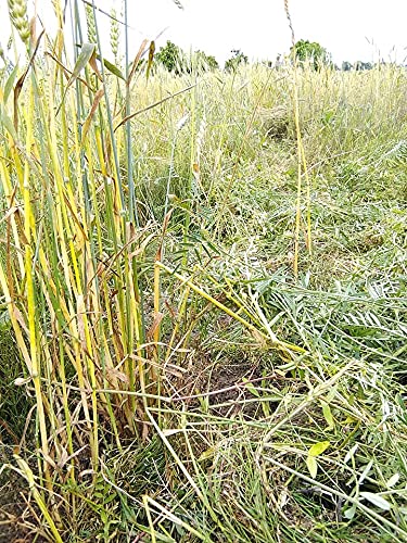 Amazon.co.jp: 小麦 玄麦 自然栽培(農薬不使用 化学肥料不使用) 900g