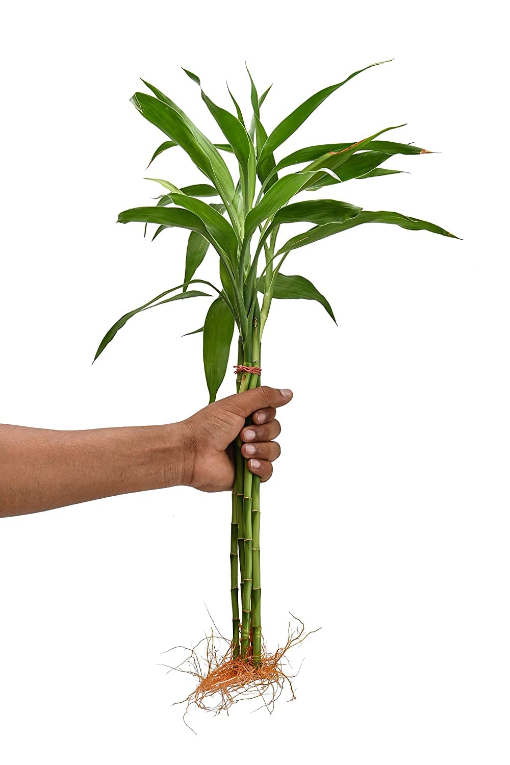 Unnati 9 Group Unnati9Group Lucky Bamboo Straight Sticks 60 Cm Live Plant Pack Of 5