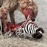 Predation Perfected [Vinyl LP]