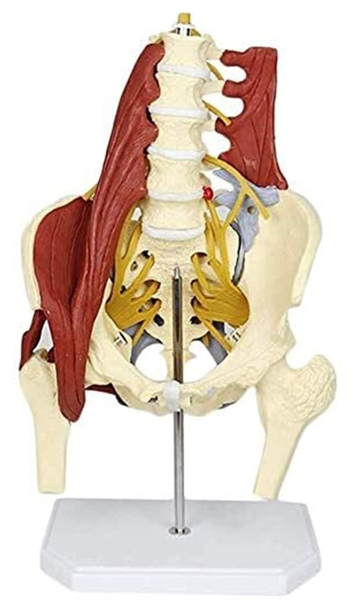 Dorosły Rozmiar Życia Materiał PVC Kobieca Miednica Kręgosłup Lędźwiowy Model Kości Naukowy Kobiecy Model Miednicy Z Mięśniami Podłogi Model Anatomiczny Model Medyczny Organ