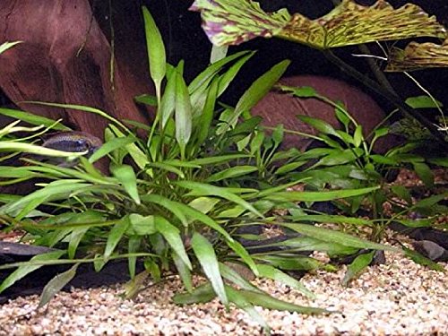 Cryptocoryne Nevilli – 1 Bunch – Live Plante pour Aquarium